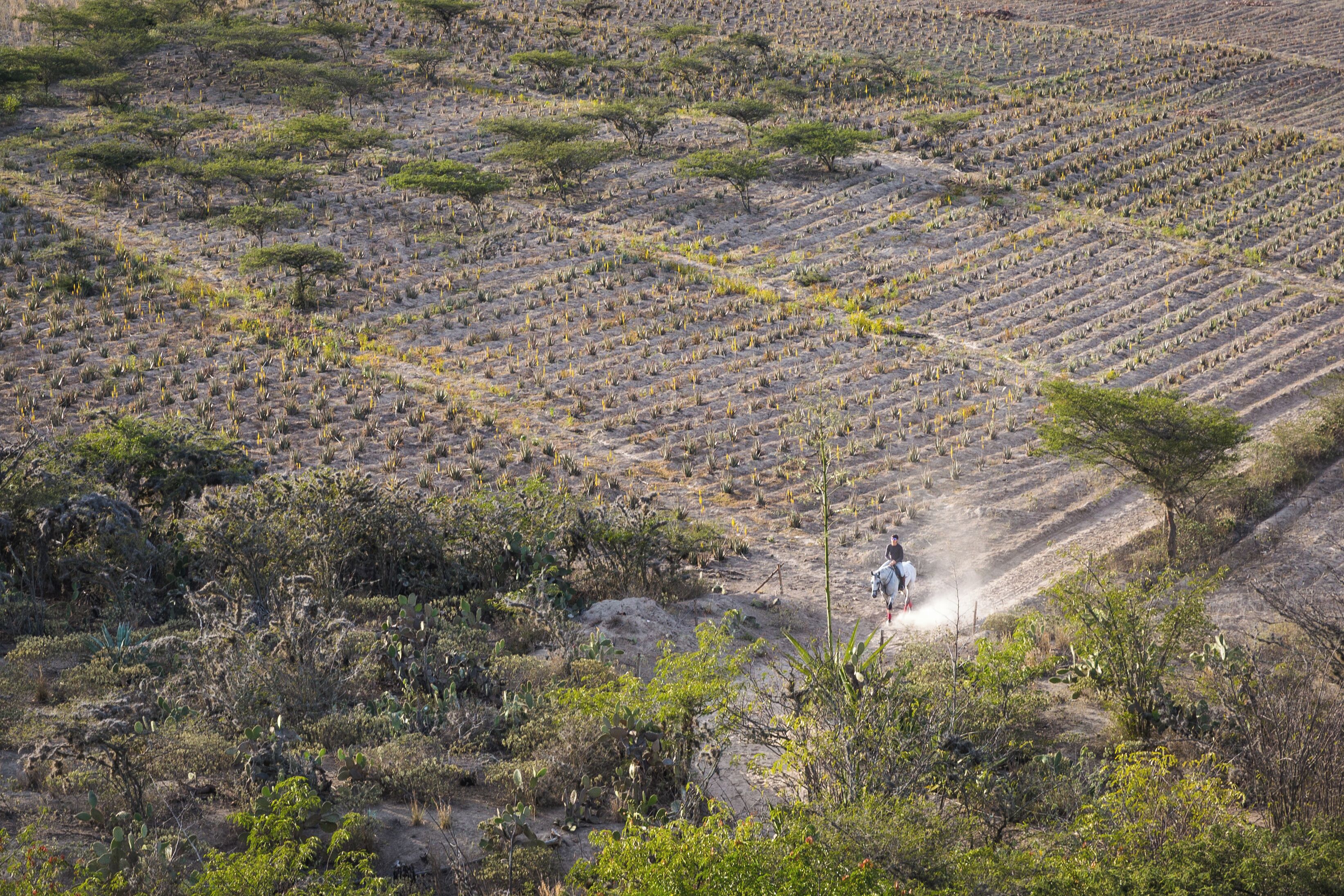 A vast, open landscape with sparse vegetation and a few scattered trees.