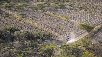 Un paisaje extenso y abierto, con vegetación escasa y algunos árboles dispersos.