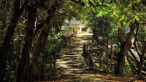 Un chemin bordé d’arbres mène à un bâtiment à la façade blanche et au toit foncé.