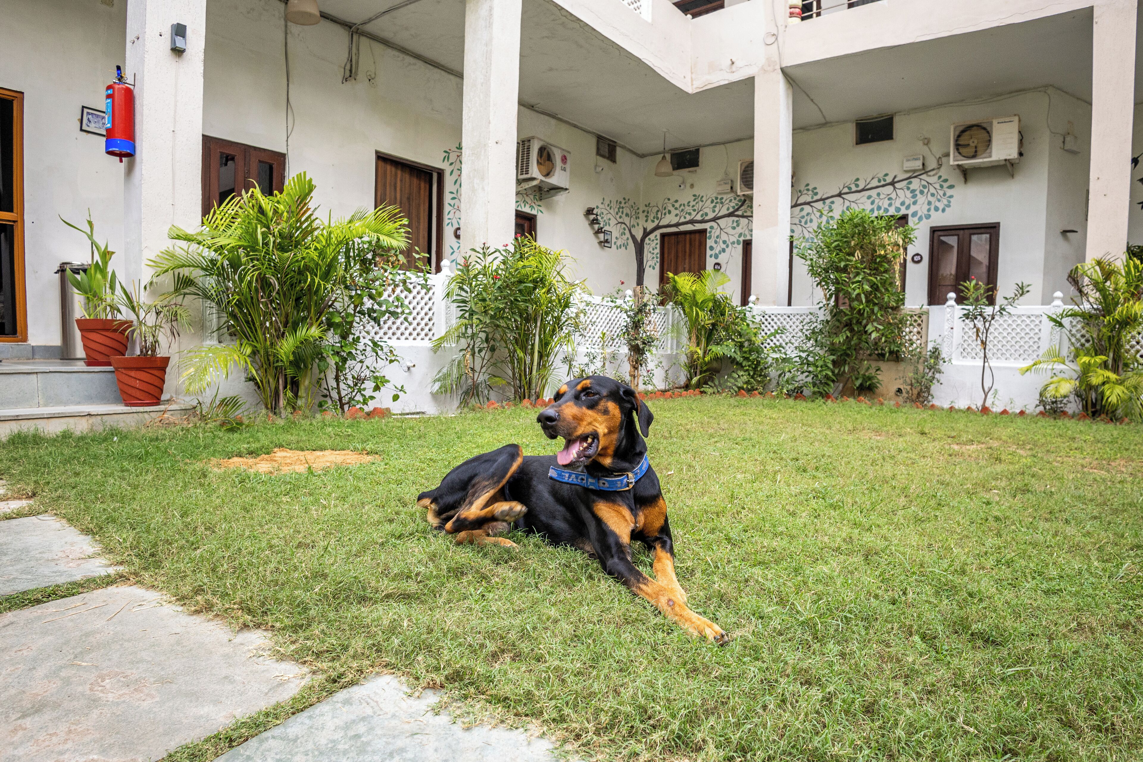 Pet-friendly