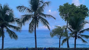 Une vue sur la mer, avec des palmiers, des chaises longues et une haie.