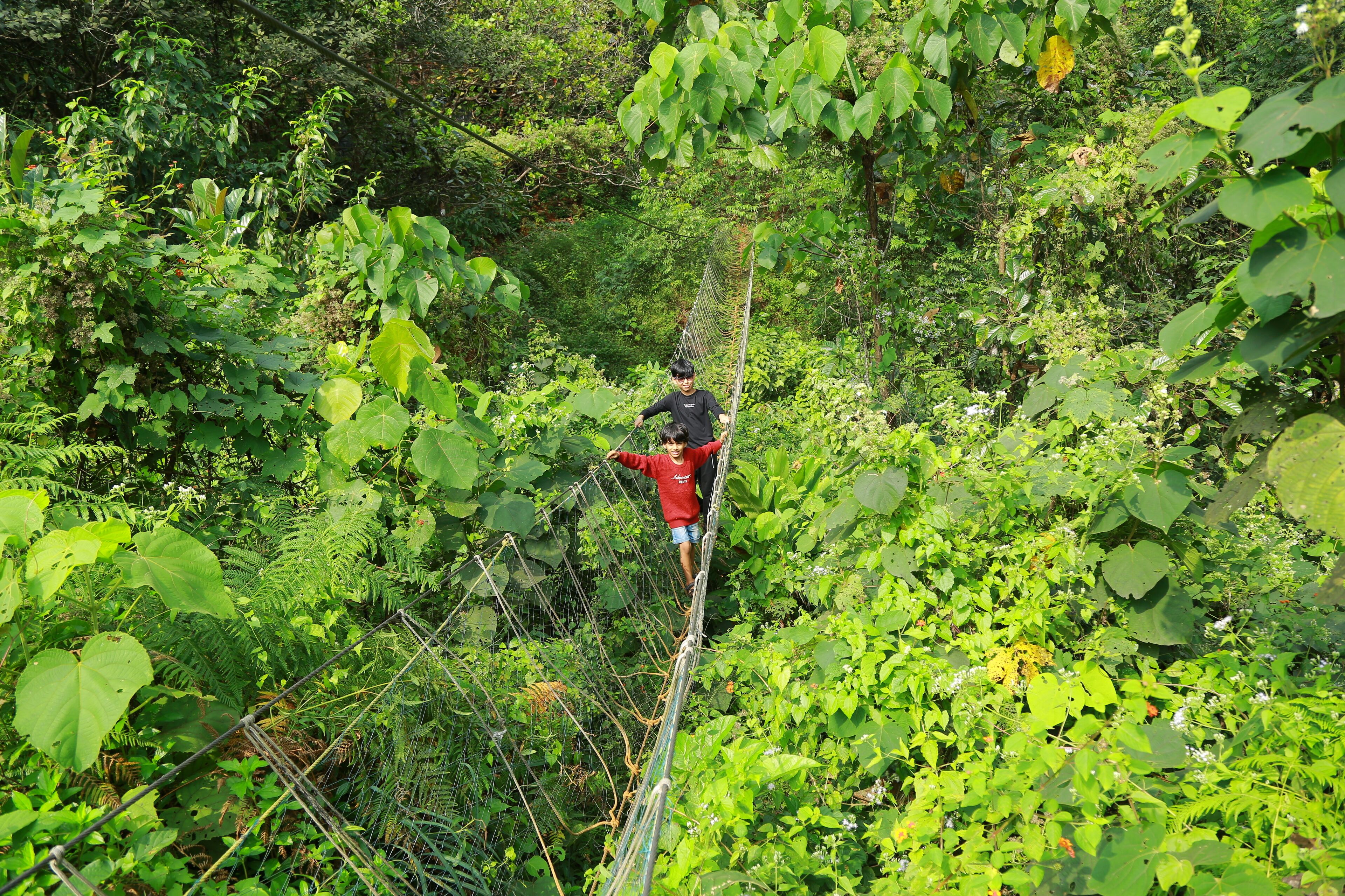 A person walking on a suspended rope bridge in a lush, green forest.