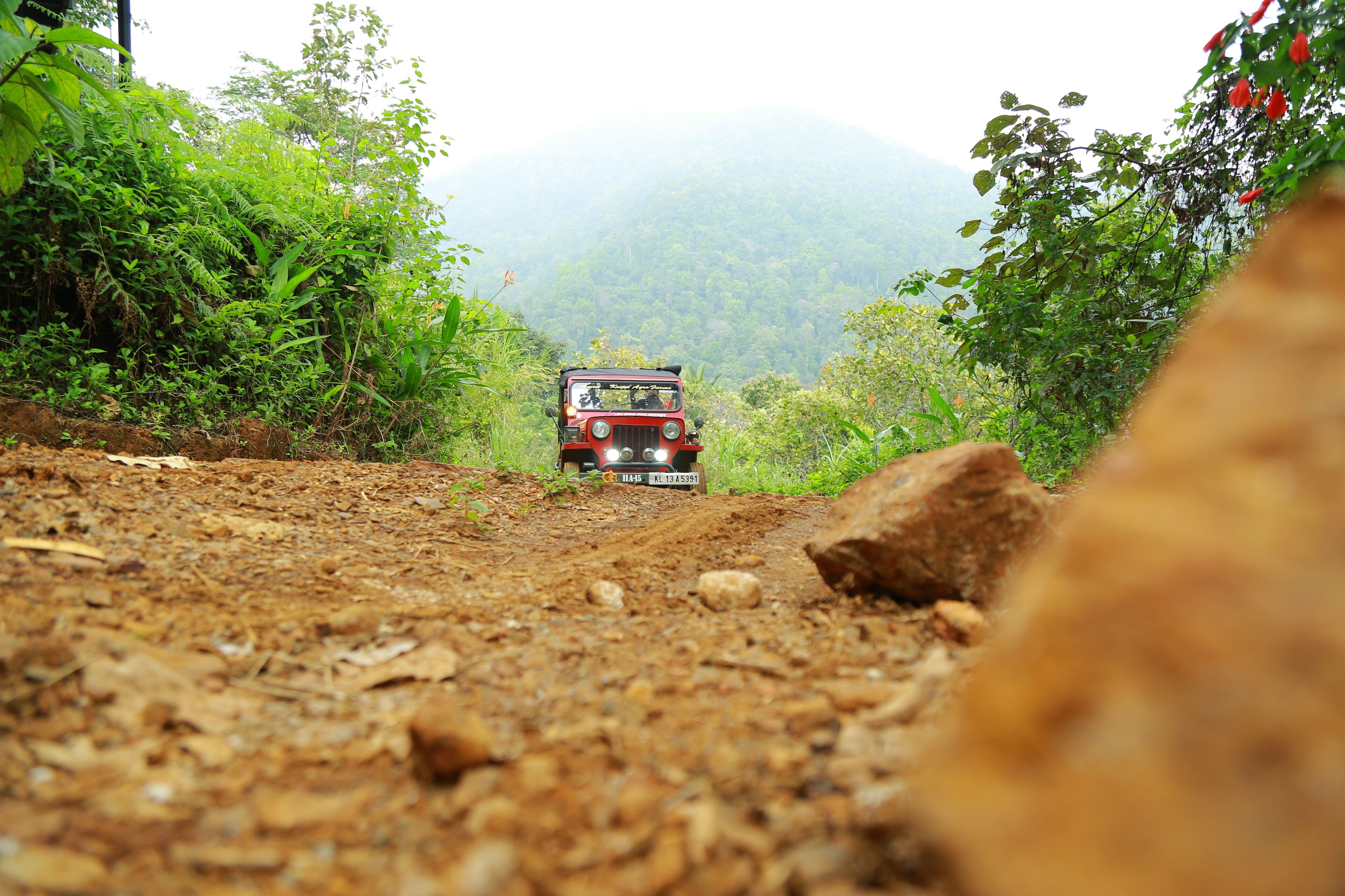 A vehicle on a dirt path surrounded by greenery.