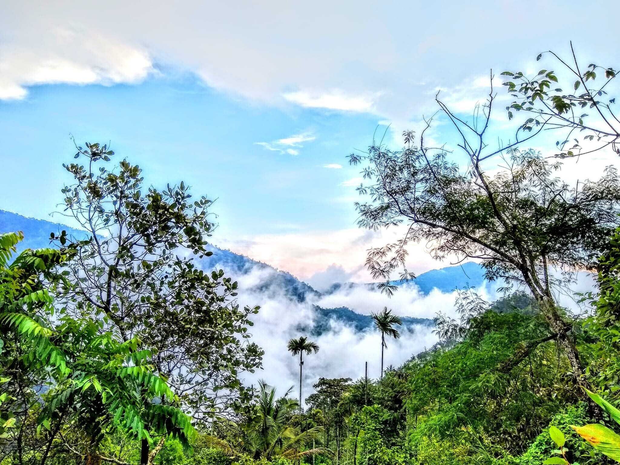 A lush, green landscape with dense foliage and a mountain range in the background.