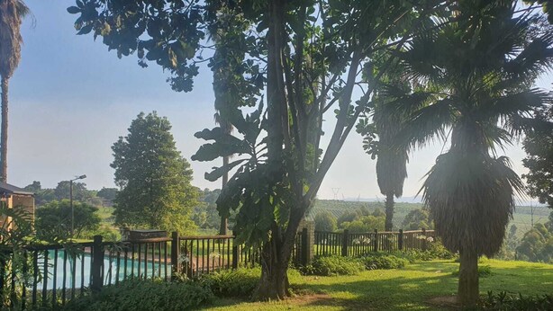 Un jardí exuberant amb una piscina, envoltat per una tanca de fusta i palmeres.