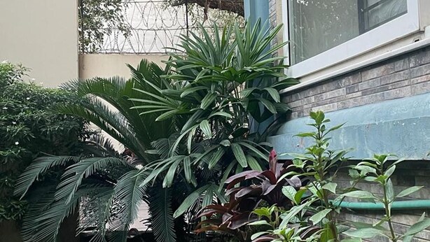 Fachada de edificio con ventana, columna azul y diversas plantas.
