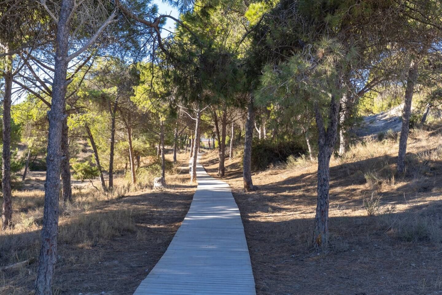 A wooden boardwalk through a forested area with trees and dry grass.