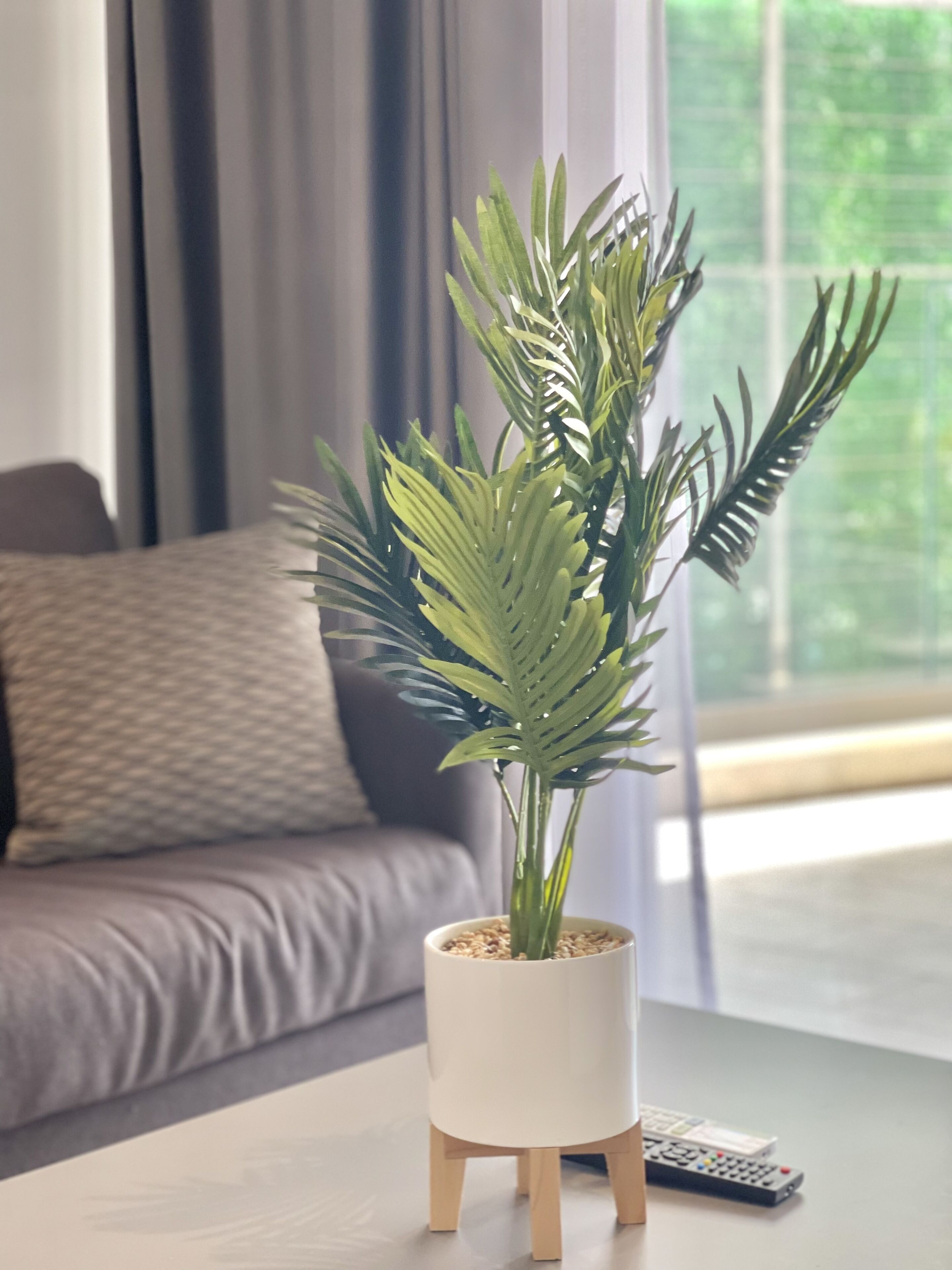 A potted plant on a white table with a remote control beside it, in a room with a grey sofa and a window with curtains.