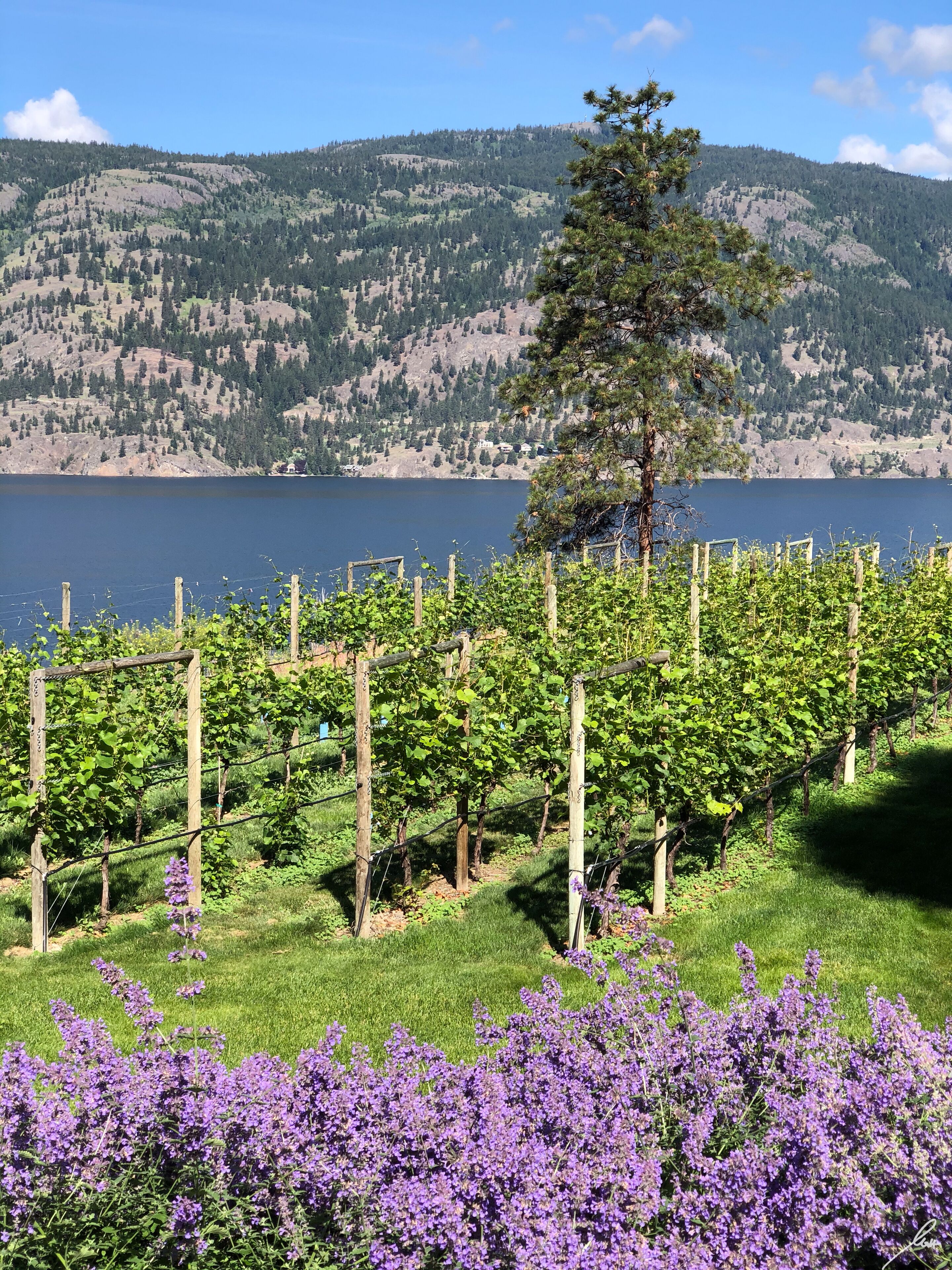 A vineyard with rows of grapevines, a lake, and hills in the background.