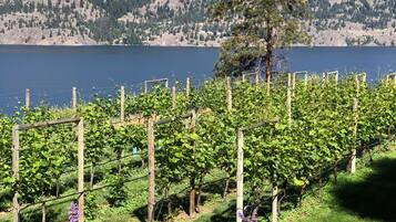 A vineyard with rows of grapevines, a lake, and hills in the background.