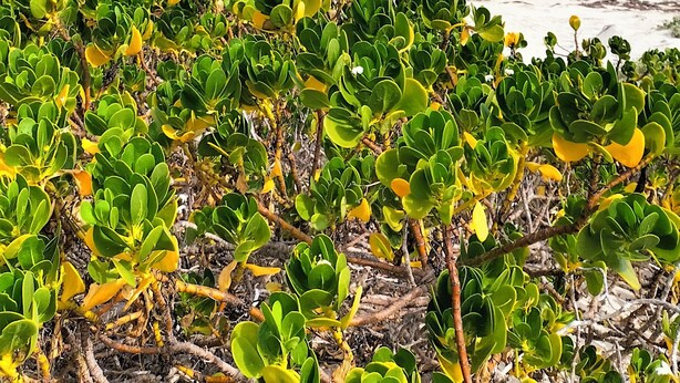 A beach with dense green vegetation in the foreground and a clear blue sky. - Posada Las Coloradas (Rio Lagartos)