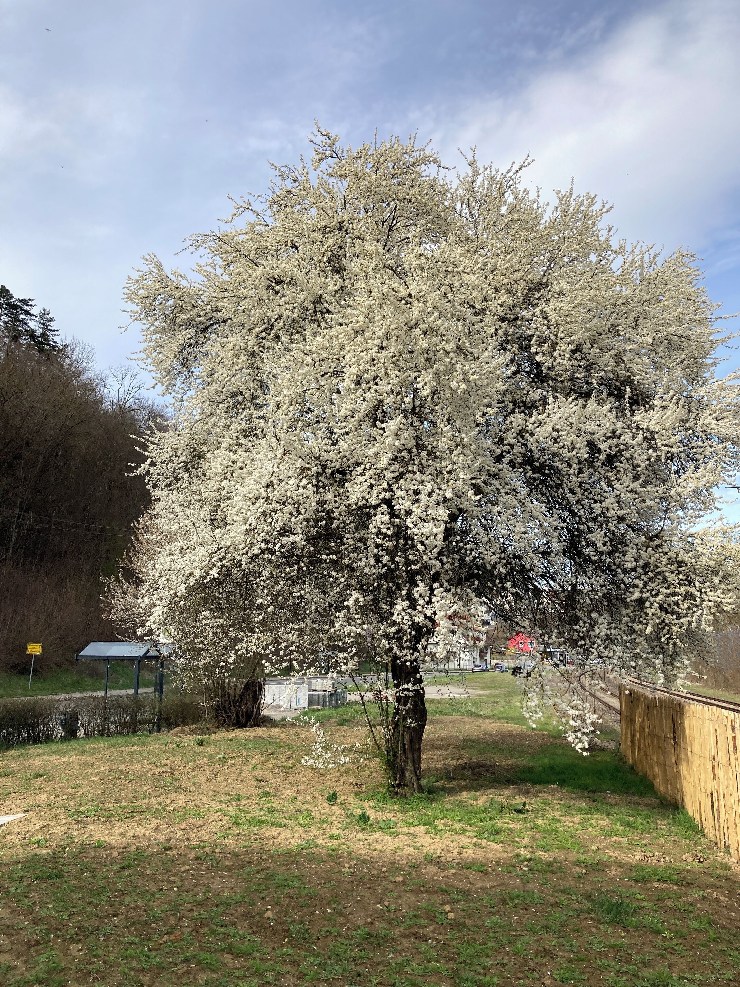 A tree with white blossoms in a grassy area with a wooden fence and a metal structure in the background.