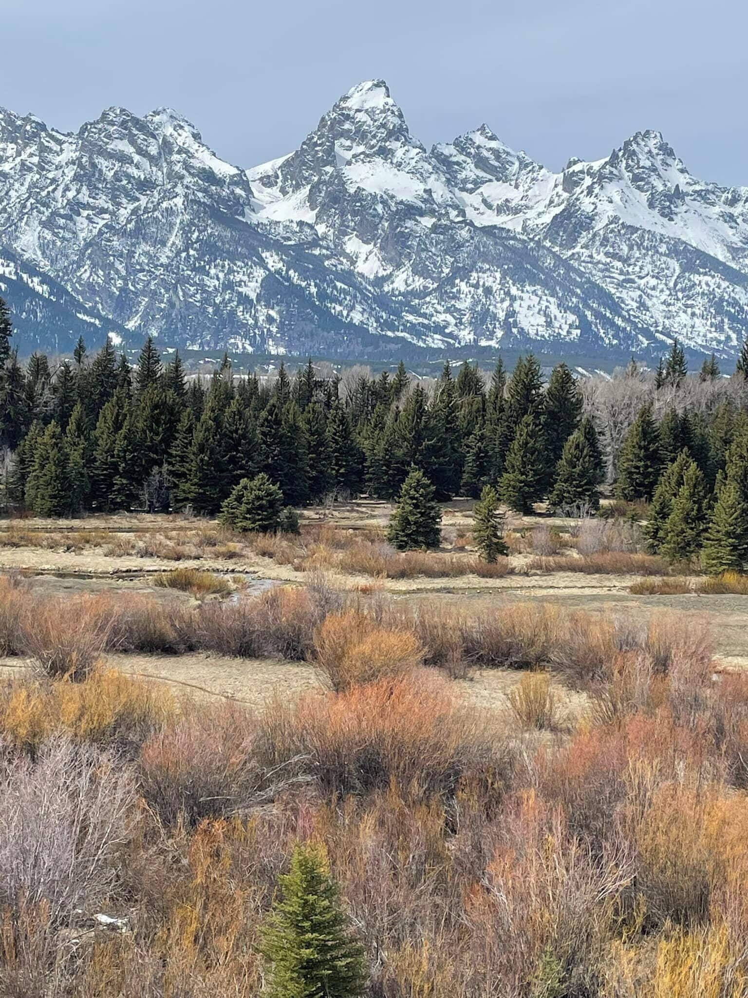 A mountainous landscape with snow-capped peaks, dense coniferous forest, and a dry grassland in the foreground.