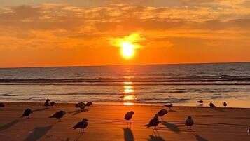 Camastros y toallas de playa