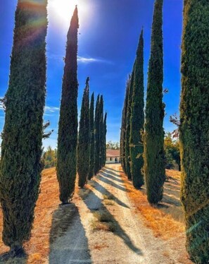 Un sentiero fiancheggiato da alberi alti e slanciati che conduce a un edificio.