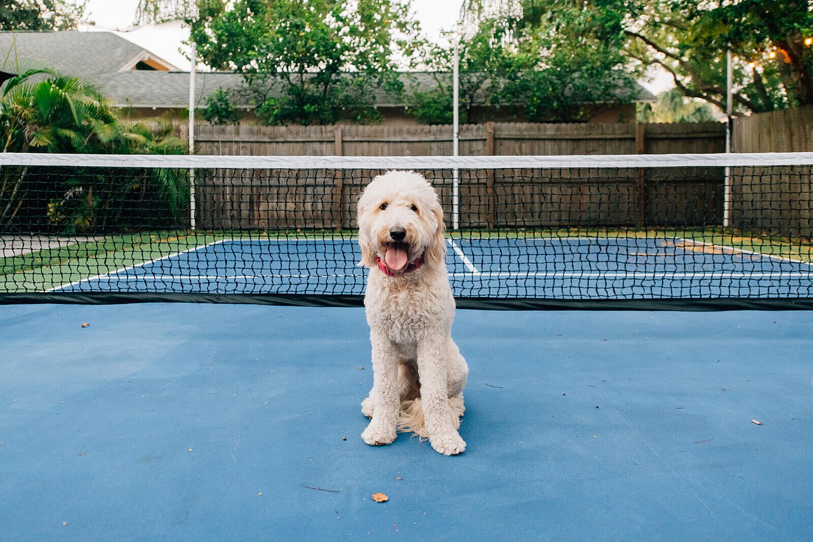 Pets & Pickleball -at Armature works & Riverwalk