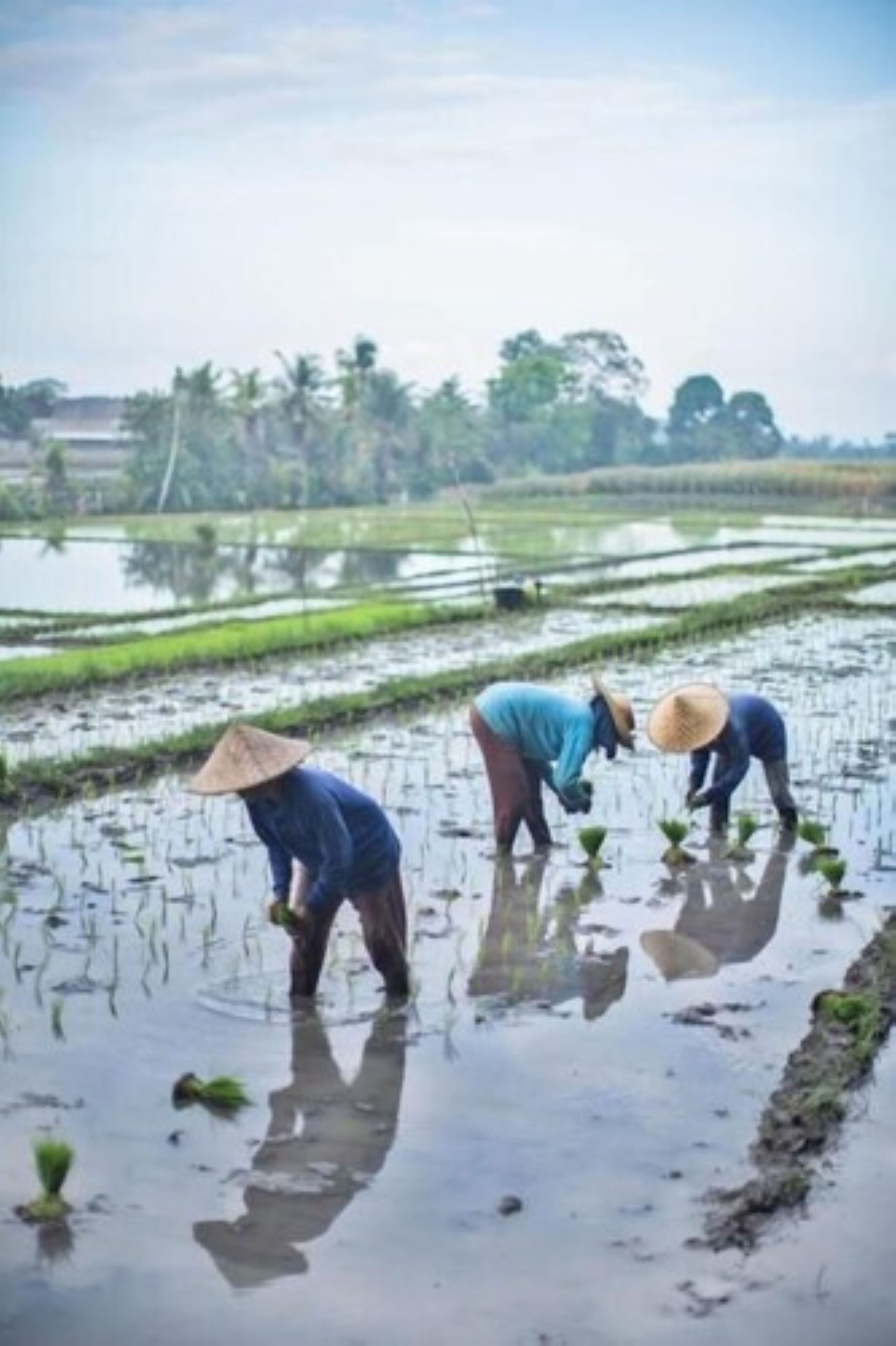 Three individuals working in a flooded rice field, wearing traditional hats.