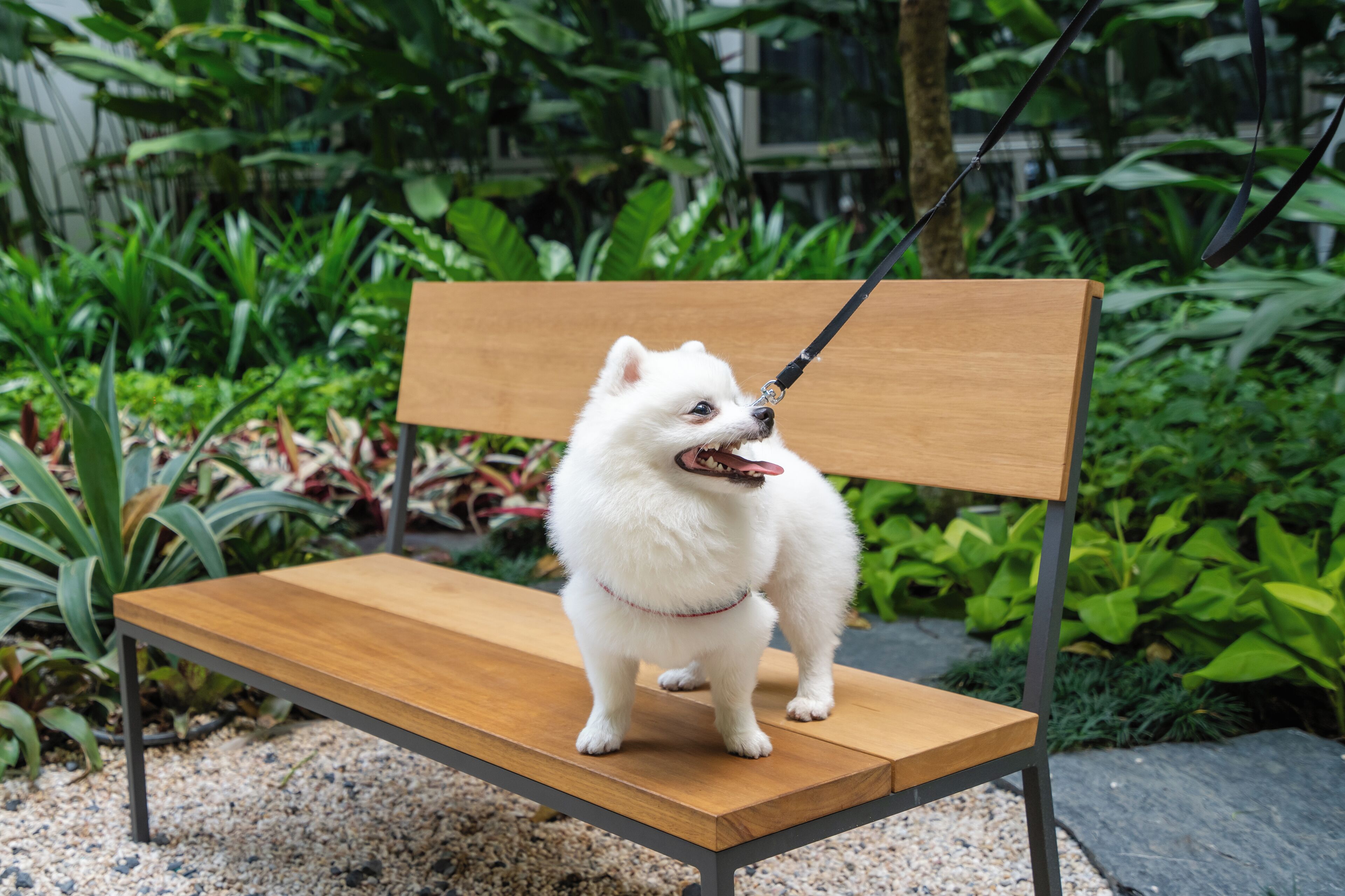 Ein kleiner weißer Hund sitzt auf einer Holzbank in einem Garten mit grünen Pflanzen und einem Stein.