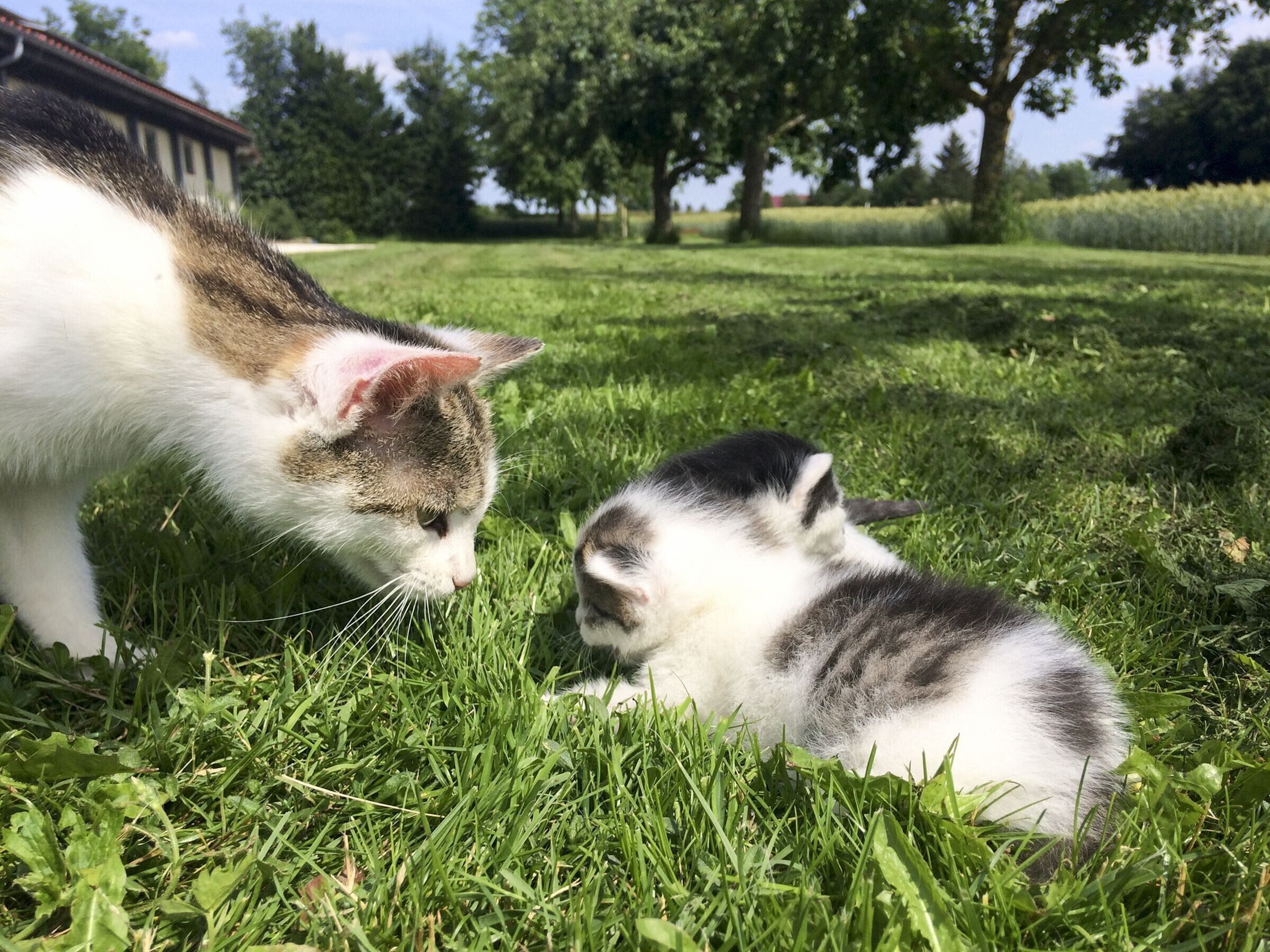 Un chat et un chaton se trouvent dans un champ herbeux, avec des arbres en arrière-plan.