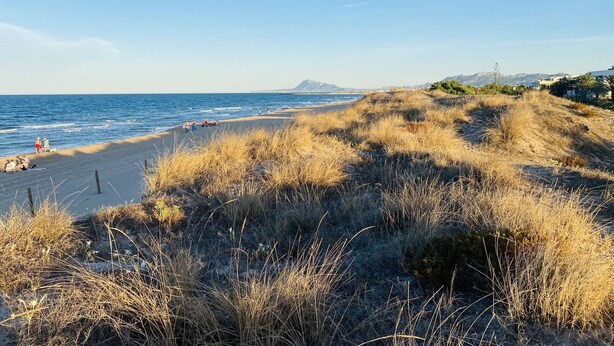Une plage avec de l’herbe sèche au premier plan et un ciel bleu dégagé.