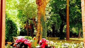 A large tree in a garden with a wooden bench and flowers. - La Scierie  (Quillan)
