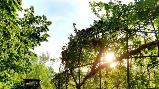 A rustic outdoor area with a metal fence, a wooden structure, and various plants. - La Scierie  (Quillan)
