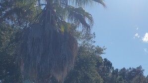 Un grand palmier se dressant sur fond de ciel dégagé.