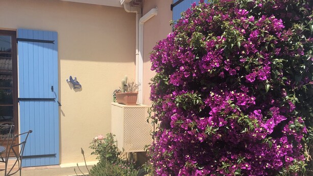 A building with a blue door, a potted cactus, and a bougainvillea bush. - Studio Equipe a Proximite Plages et Commerces (Six-Fours-les-Plages)