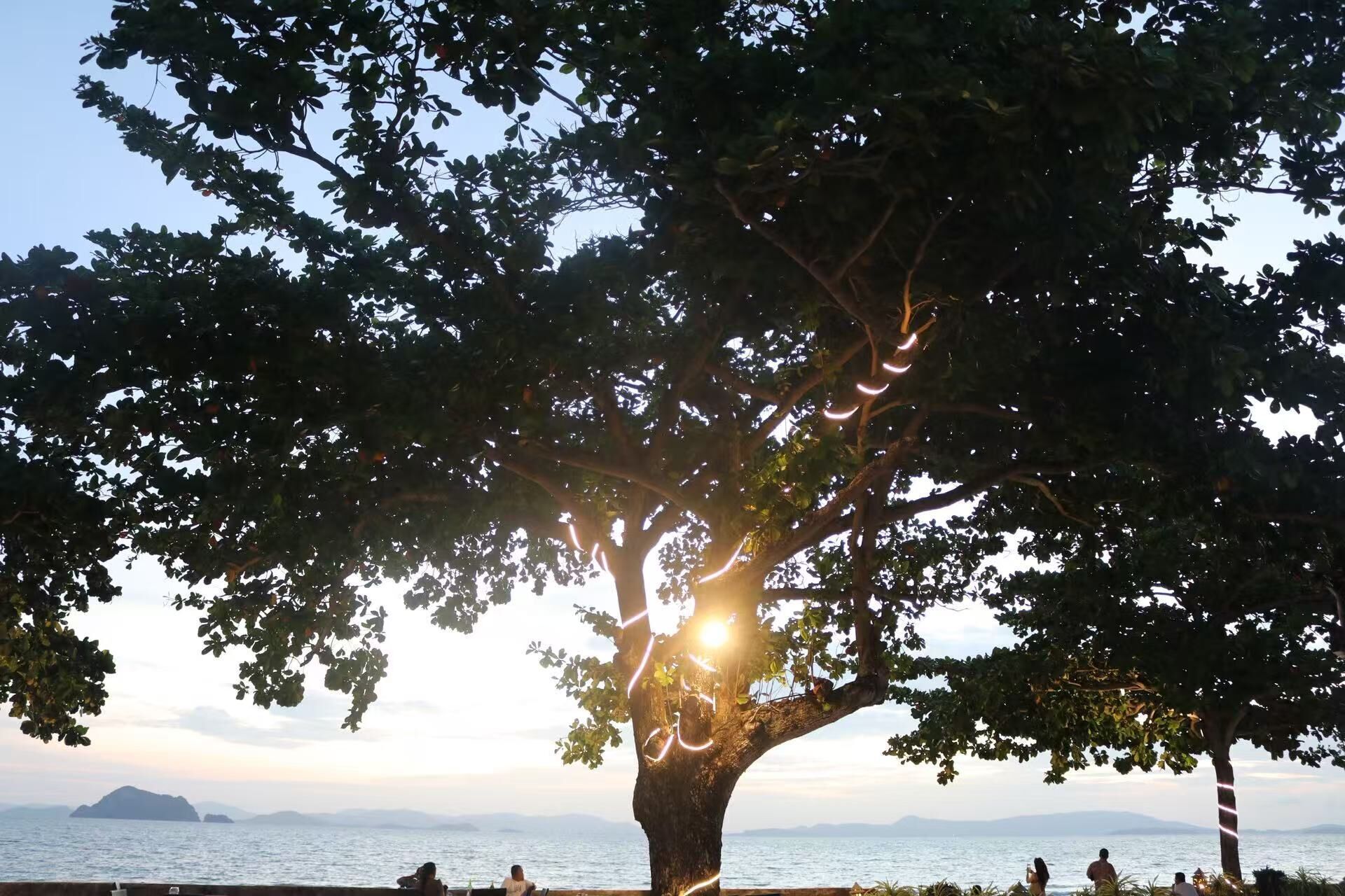 A large tree with a view of the sea and distant mountains.