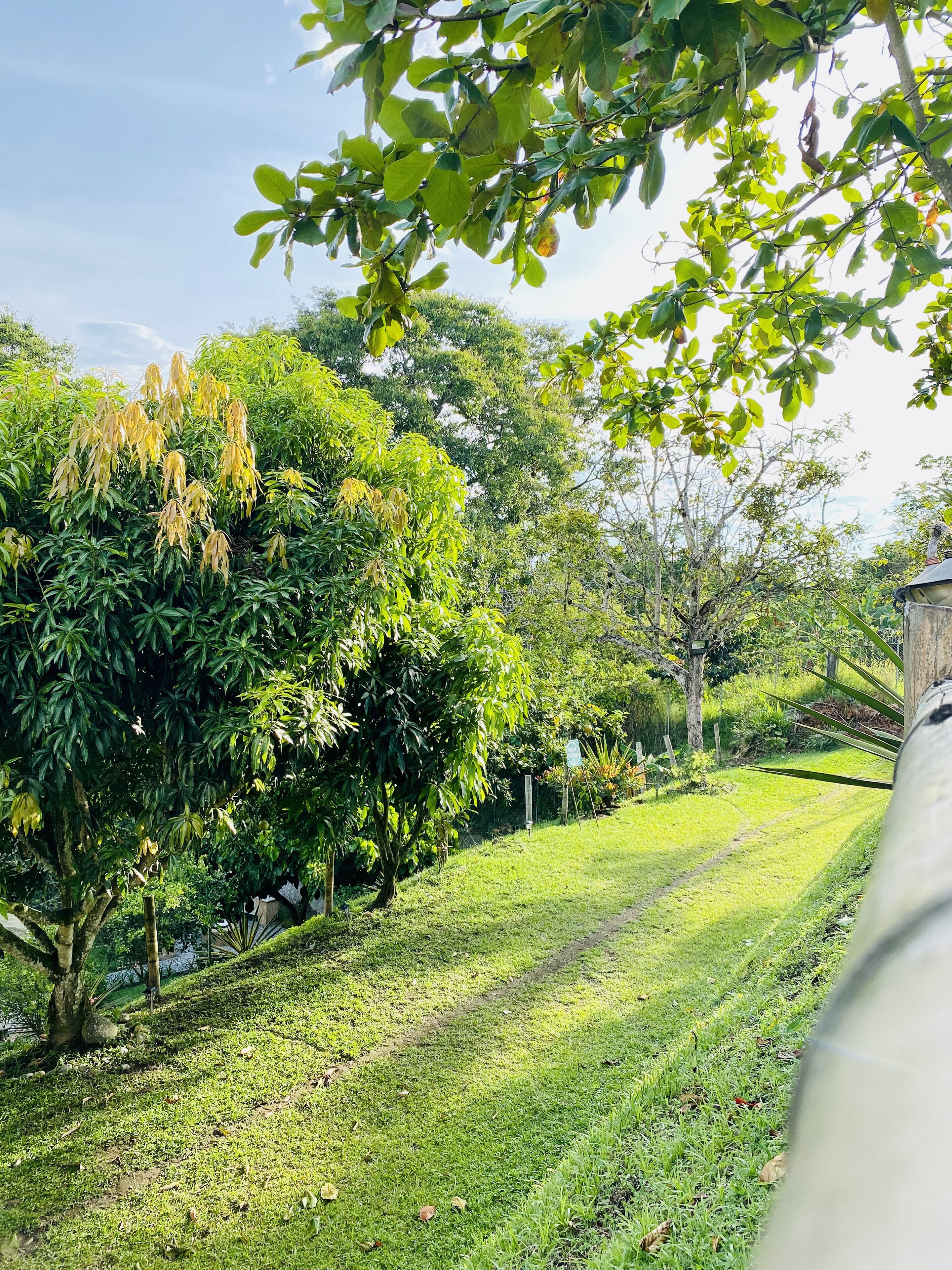 A lush garden with a variety of trees and a grassy path.