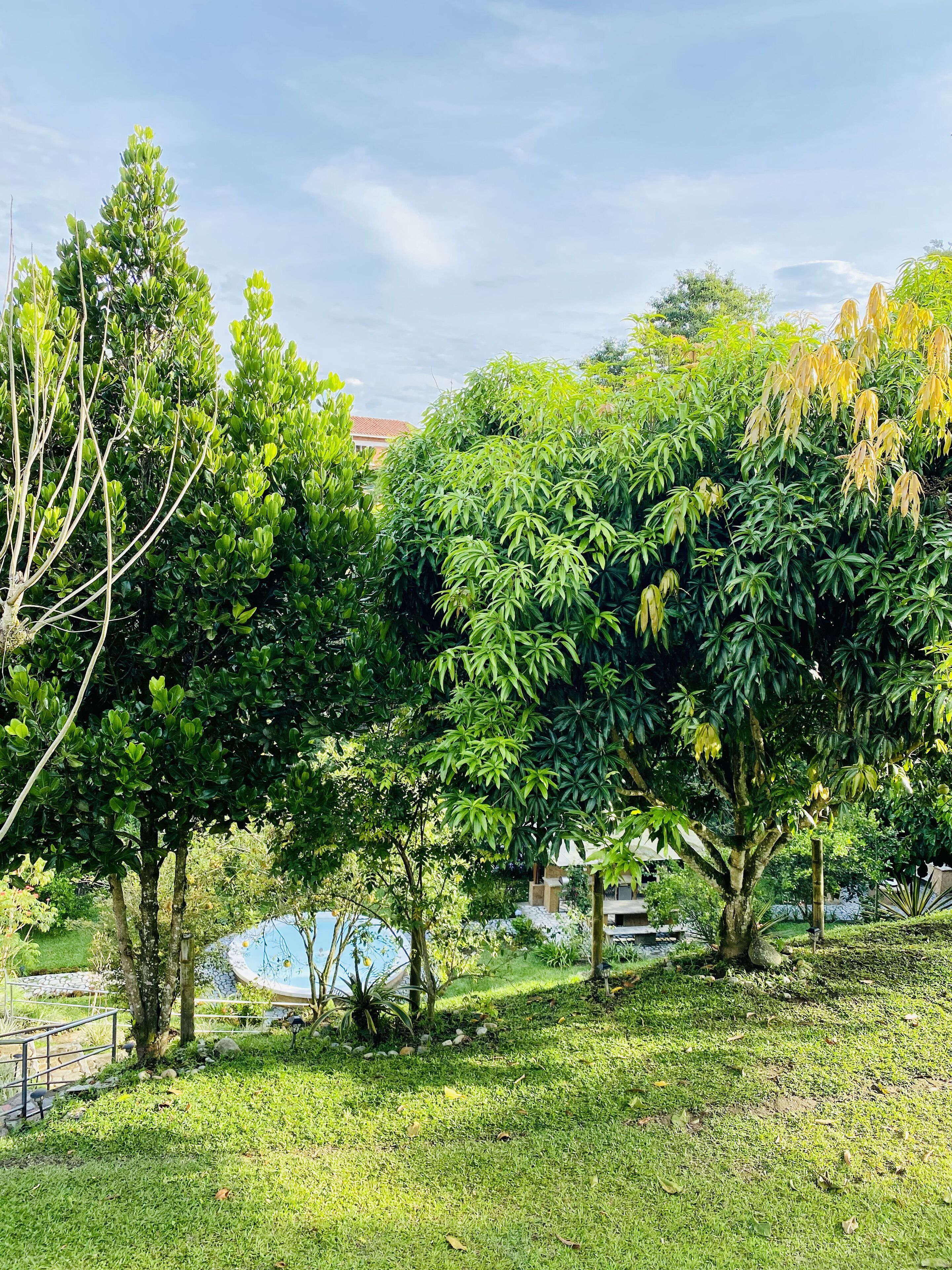 A lush garden with various trees and a small pond.