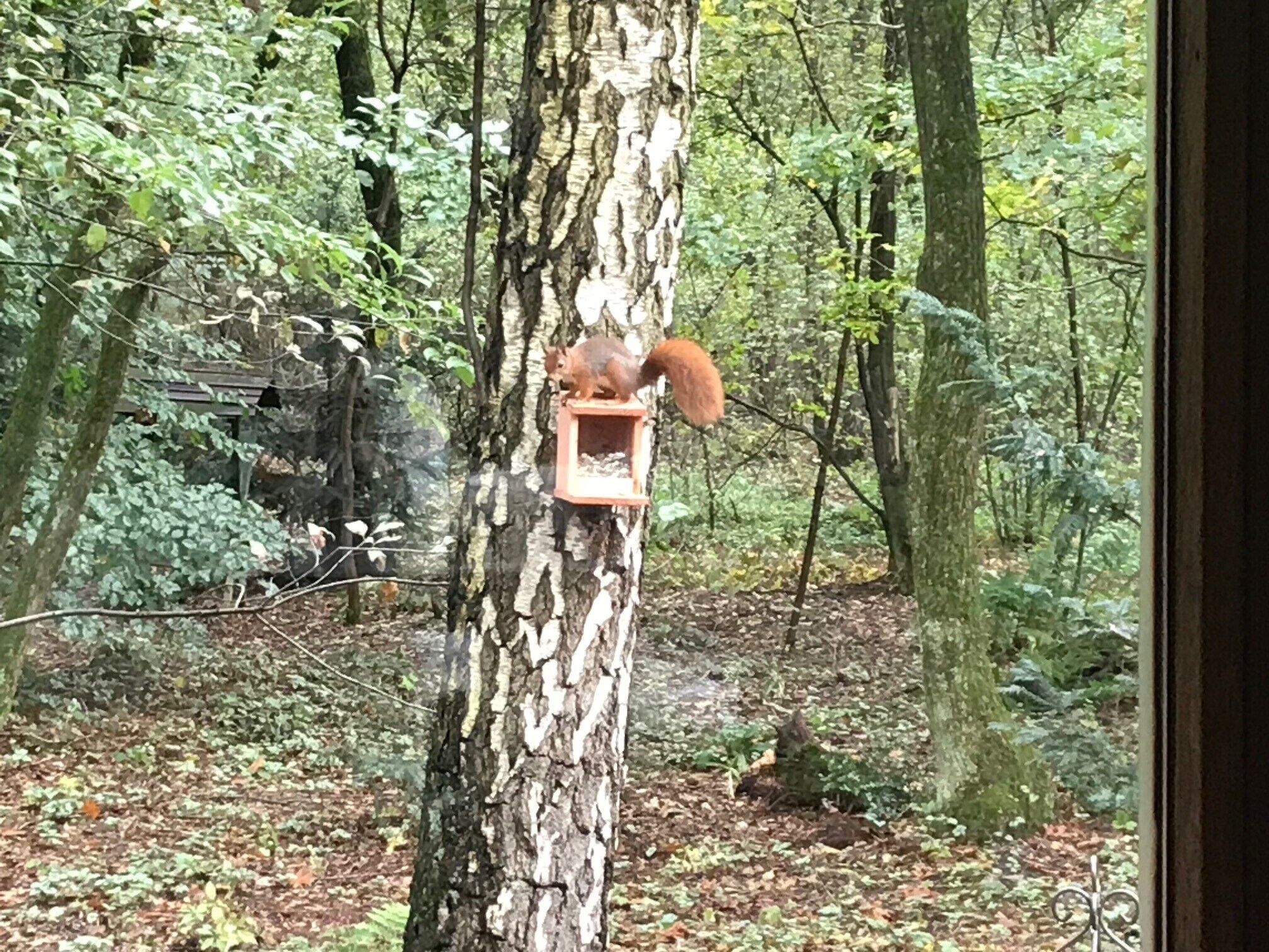 Un écureuil sur un arbre, près d’une mangeoire.