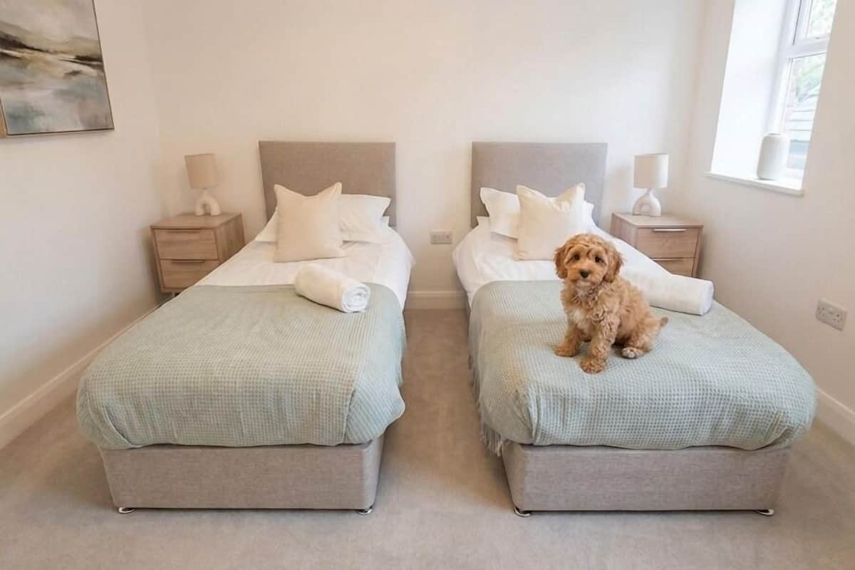 Une chambre avec un grand lit où se trouve un petit chien.