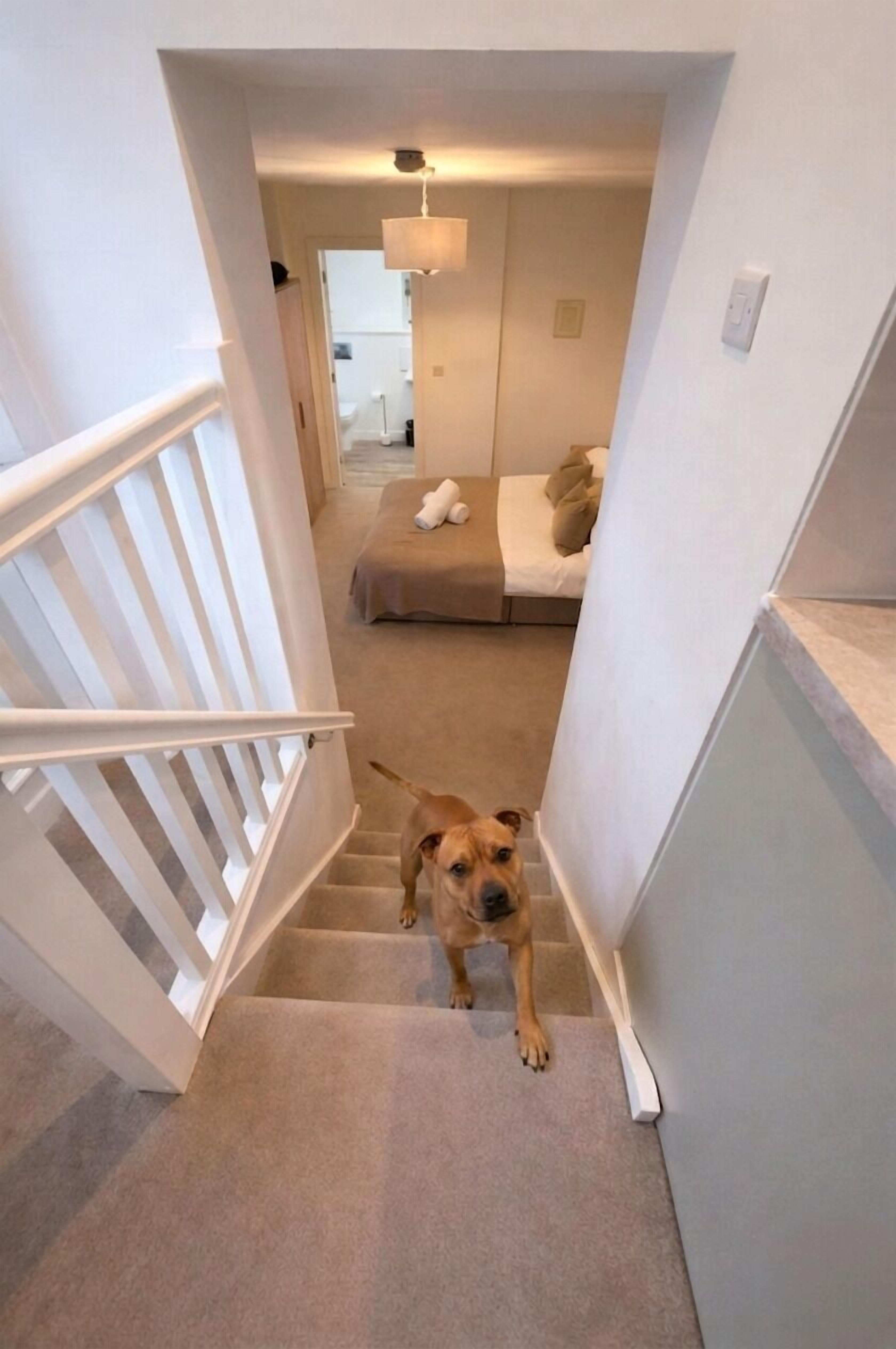 Um cão em uma escadaria coberta por carpete, em um quarto com uma cama e um lustre.