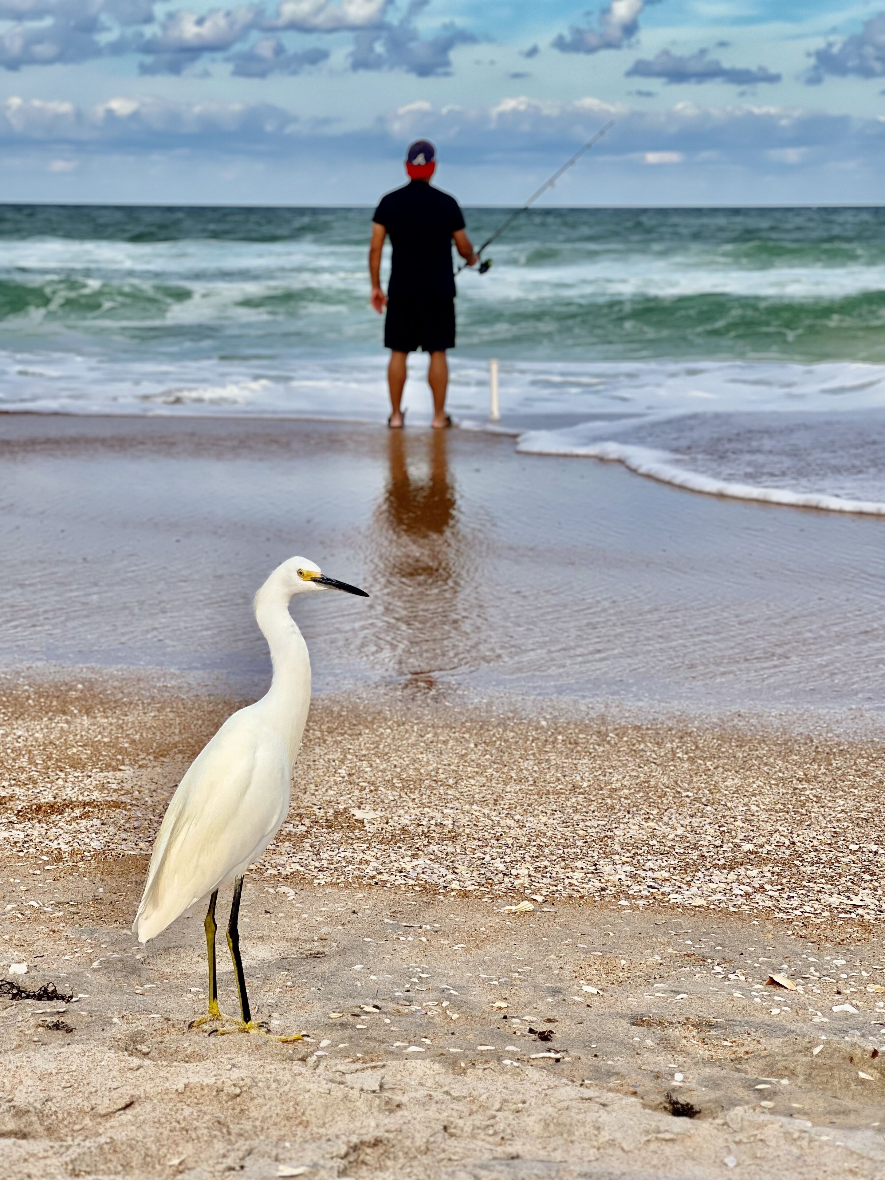 Una playa con un ave y una persona pescando.