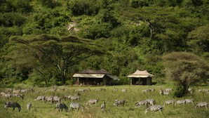A safari lodge with a thatched roof and a tent, surrounded by a grassy area with zebras grazing. - Esirai Mobile Migration Camp (Serengeti)
