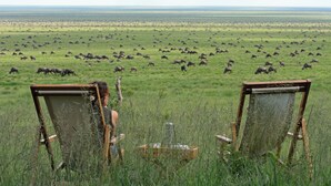 Two easels in a field with a large herd of animals in the background. - Esirai Mobile Migration Camp (Serengeti)