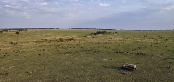 A vast open field with scattered trees and a green vehicle in the foreground. - Esirai Mobile Migration Camp (Serengeti)
