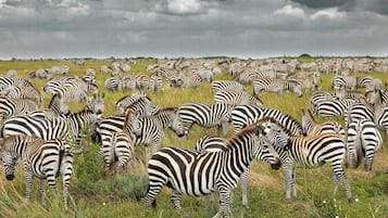 مشاهدة الحيوانات البريّة