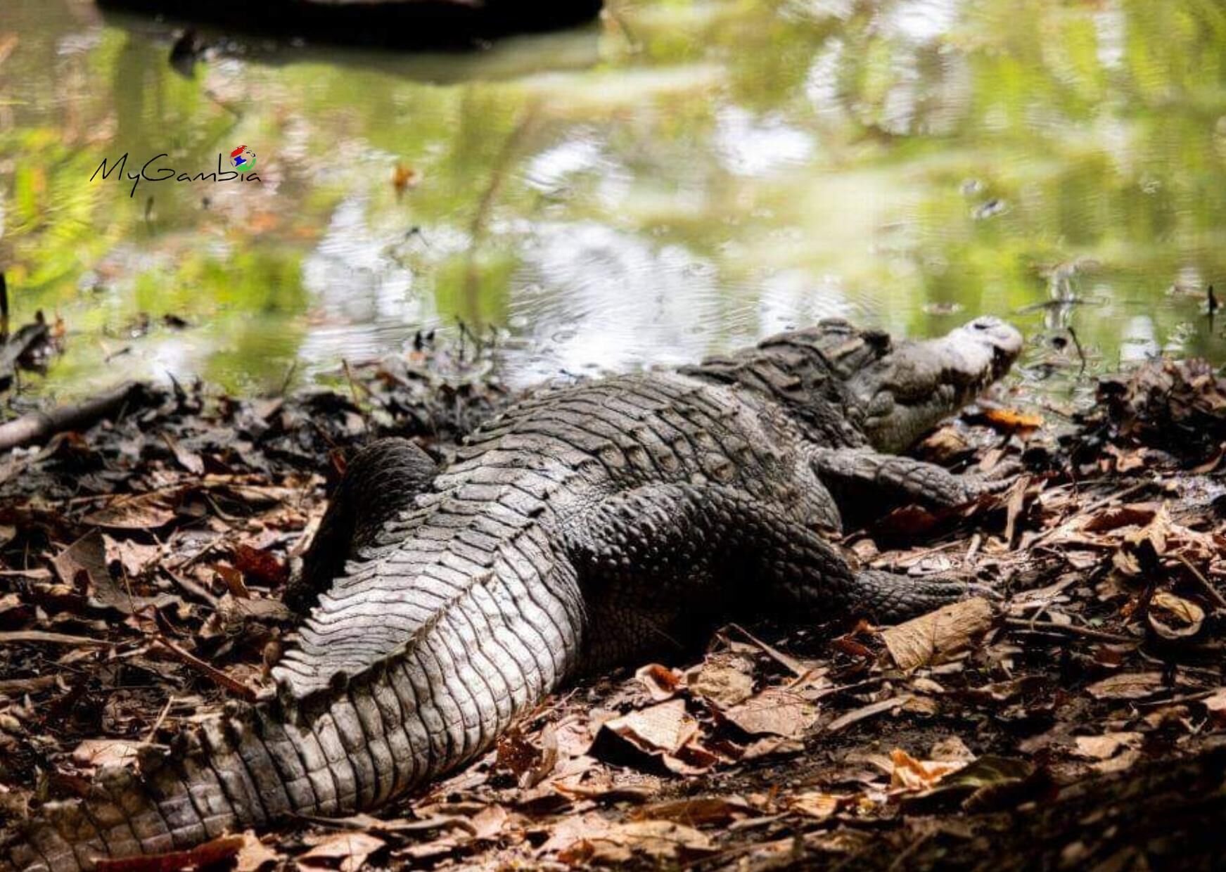 Un cocodrilo descansando sobre el suelo cubierto de hojas cerca de un cuerpo de agua.
