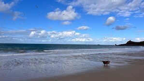 A beach with a dog walking on the sand, waves, and a clear sky.