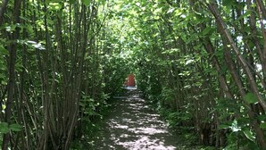 Un sentiero stretto, fiancheggiato da alberi e vegetazione fitta.