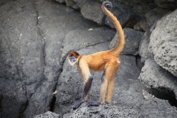 A monkey standing on a rocky surface.