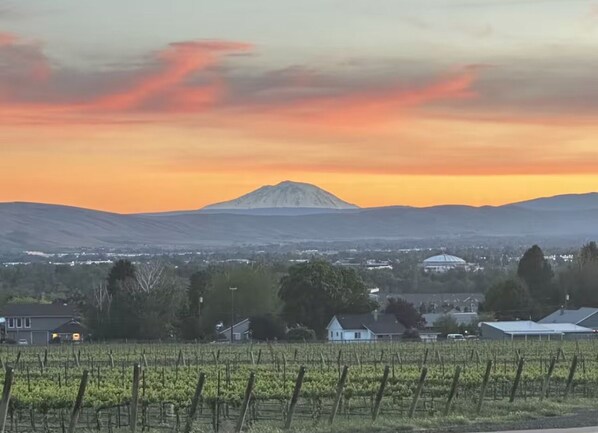 Ein Weinberg mit Rebenreihen und einem Berg im Hintergrund.