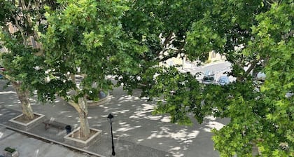 Sous les platanes
