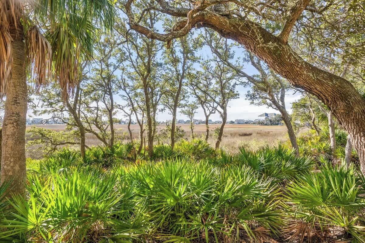 A natural landscape with trees and green plants.