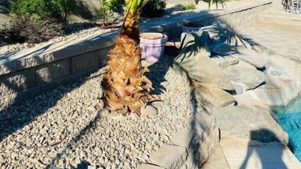 A palm tree in a landscaped area with a stone wall and a pool.