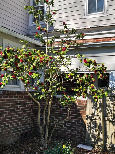 Timeless Elegance with Modern Luxury: Historic 6-Bedroom Home-Newly Renovated!