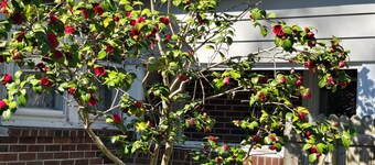 Timeless Elegance with Modern Luxury: Historic 6-Bedroom Home-Newly Renovated!