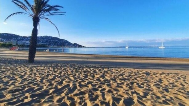 Ein sandiger Strand mit einer Palme und blauem Himmel.